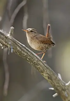 Winter Wren - Spring Connecticut, USA