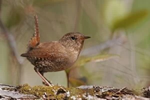 Images Dated 10th May 2005: Winter Wren - Spring Connecticut, USA