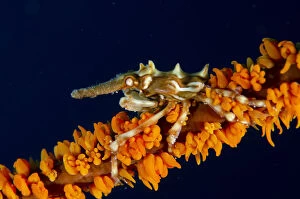 Wire Coral Crab on Whip Coral (Alcyonacea Order)