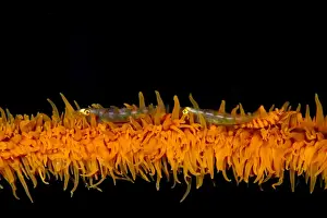 Goby Prints: Two Wire Coral Gobies and a Zanzibar Shrimp (Dasycaris zanzibarica) on a spiral coral - Indonesia