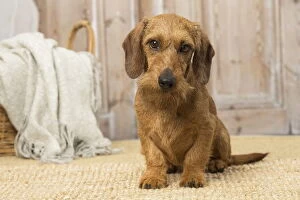 Wire Haired Dachshund dog indoors