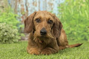 Wire Haired Dachshund dog outdoors