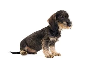 Wire Haired Dachshund Dog - puppy