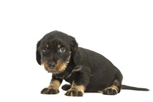 Wire-haired Dachshund Dog, puppy