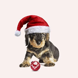 Wire Haired Dachshund Dog, wearing Christmas
