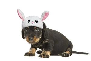 Wire-haired Dachshund puppy wearing a cute fluffy hat with ears