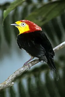 Wire-tailed Manakin