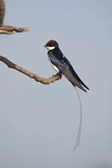 Images Dated 5th January 2005: Wire-tailed Swallow - Perched on branch. A widespread Indian resident inhabiting open country