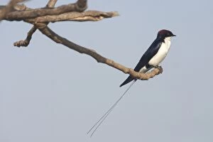Images Dated 5th January 2005: Wire-tailed Swallow - Perched on branch, A widespread Indian resident inhabiting open country