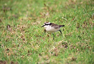 Images Dated 10th August 2007: Wirebird - Saint Helena's only endemic landbird. Saint Helena