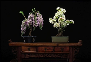 Images Dated 30th April 2007: Wistaria floribunda and Malus cerasifera - Bonsai wisteria and apple trees
