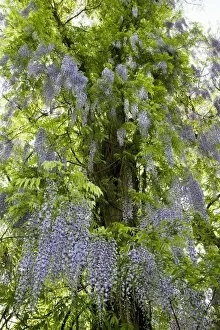 Images Dated 5th May 2011: Wisteria Plant - with flowers