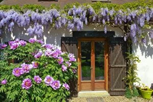 Images Dated 21st April 2011: Wisteria and Tree Peony - decorating house