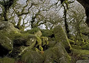 Sinister Prints: Wistman's wood, Devon. High altitude common oak wood with abundant epiphytes. Dartmoor