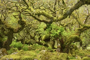 Plant Textures Collection: Wistmans Wood showing old Oaks and moss covered rocky understory Dartmoor National Park Devon