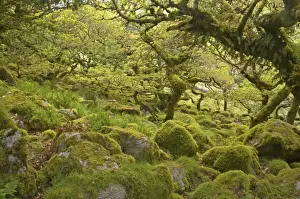 Wistmans Wood showing old Oaks and moss covered rocky understory Dartmoor National Park Devon, UK LA000209
