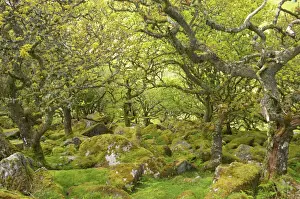 West Country Prints: Wistmans Wood showing old Oaks and moss covered rocky understory Dartmoor National Park Devon