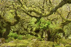 Atmospheric Prints: Wistmans Wood showing old Oaks and moss covered rocky understory Dartmoor National Park Devon