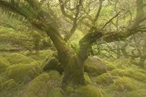 Abstract Prints: Wistmans Wood showing old Oaks and moss covered rocky understory Dartmoor National Park Devon
