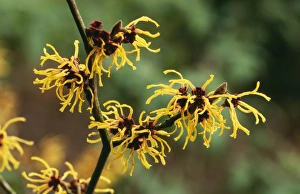 Images Dated 21st May 2004: Witch Hazel Hamamelis x intermedia 'Primavera' Kent garden