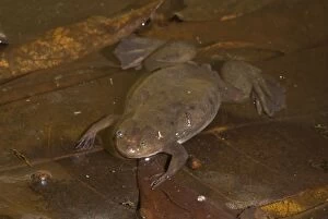 Images Dated 14th November 2008: Witte's Clawed Frog