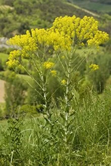 Images Dated 13th May 2008: Woad (Isatis tinctoria) in flower on roadside; source of dye. France