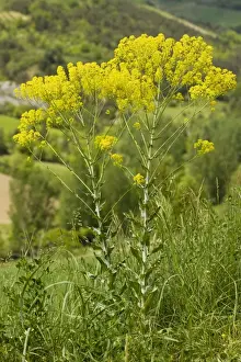 Roadside Prints: Woad (Isatis tinctoria) in flower on roadside; source of dye. France