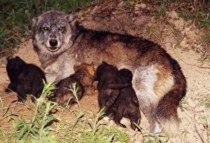 Wolf - Alpha female nursing / suckling pups at den