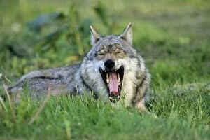 Wolf - animal resting and yawning