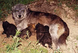 Drinking Prints: Wolf - Aplha Female nursing pups at den