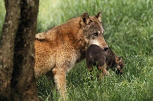 Images Dated 14th March 2005: Wolf - Carrying pup in mouth
