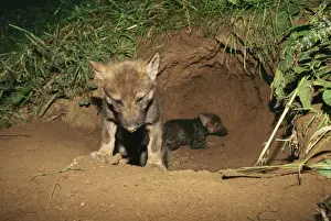 In Hole Prints: Wolf Cub WAT 869 Cub at entrance to den Canis Lupus © M. Watson / ARDEA LONDON