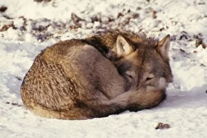 Wolf - curled up on snow
