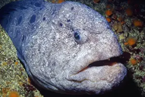 Eels Prints: Wolf Eel Fish Rocky areas, California coast USA
