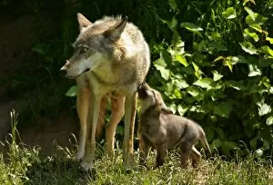 Wolf family - She-wolf and very young cub seeking contact