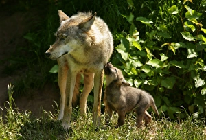 Images Dated 17th June 2006: Wolf family She-wolf and very young cub seeking contact Baden-Wuerttemberg, Germany