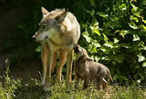Wolf family She-wolf and very young cub seeking contact Baden-Wuerttemberg, Germany