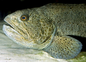 Images Dated 22nd April 2007: Wolf-fish. Eastern Atlantic, North Sea