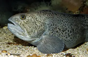 Wolf Fish - North Atlantic