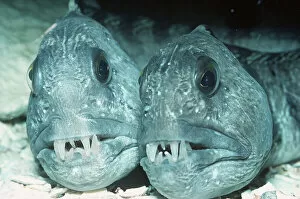 Teeth Gallery: WOLF FISH - pair