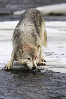 Images Dated 15th January 2007: Wolf / Gray Wolf / Timber Wolf - drinking from river Minnesota USA