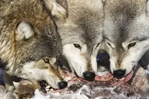 Biting Prints: Wolf / Gray Wolf / Timber Wolf - eating White-tailed deer prey. Minnesota USA