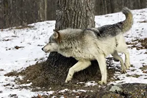 Wolf / Gray Wolf / Timber Wolf Minnesota USA