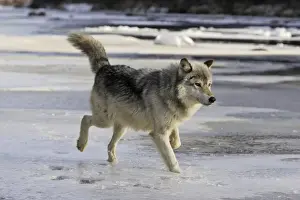 Wolf / Gray Wolf / Timber Wolf Minnesota USA