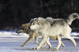 Wolf / Gray Wolf / Timber Wolf Minnesota USA