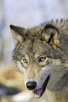 Images Dated 15th January 2007: Wolf / Gray Wolf / Timber Wolf Minnesota USA