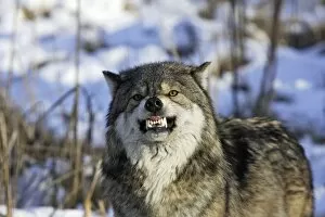 Images Dated 17th January 2007: Wolf / Gray Wolf / Timber Wolf Minnesota USA