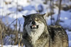 Wolf / Gray Wolf / Timber Wolf Minnesota USA
