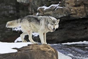 Images Dated 15th January 2007: Wolf / Gray Wolf / Timber Wolf Minnesota USA