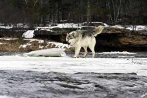 Images Dated 15th January 2007: Wolf / Gray Wolf / Timber Wolf Minnesota USA